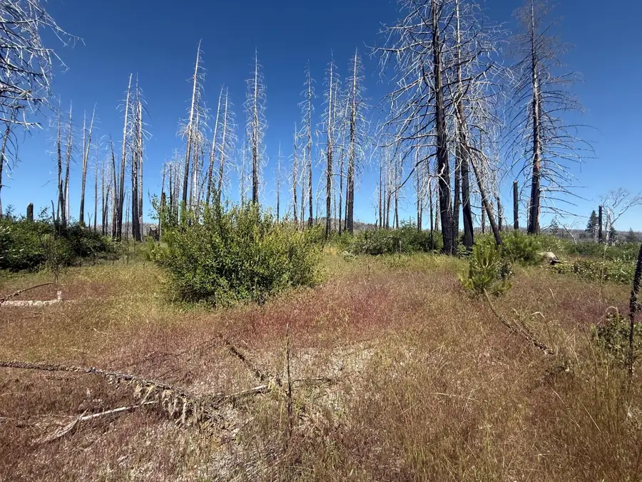 7350 S View Drive, Grizzly Flats, CA 95636 - #3