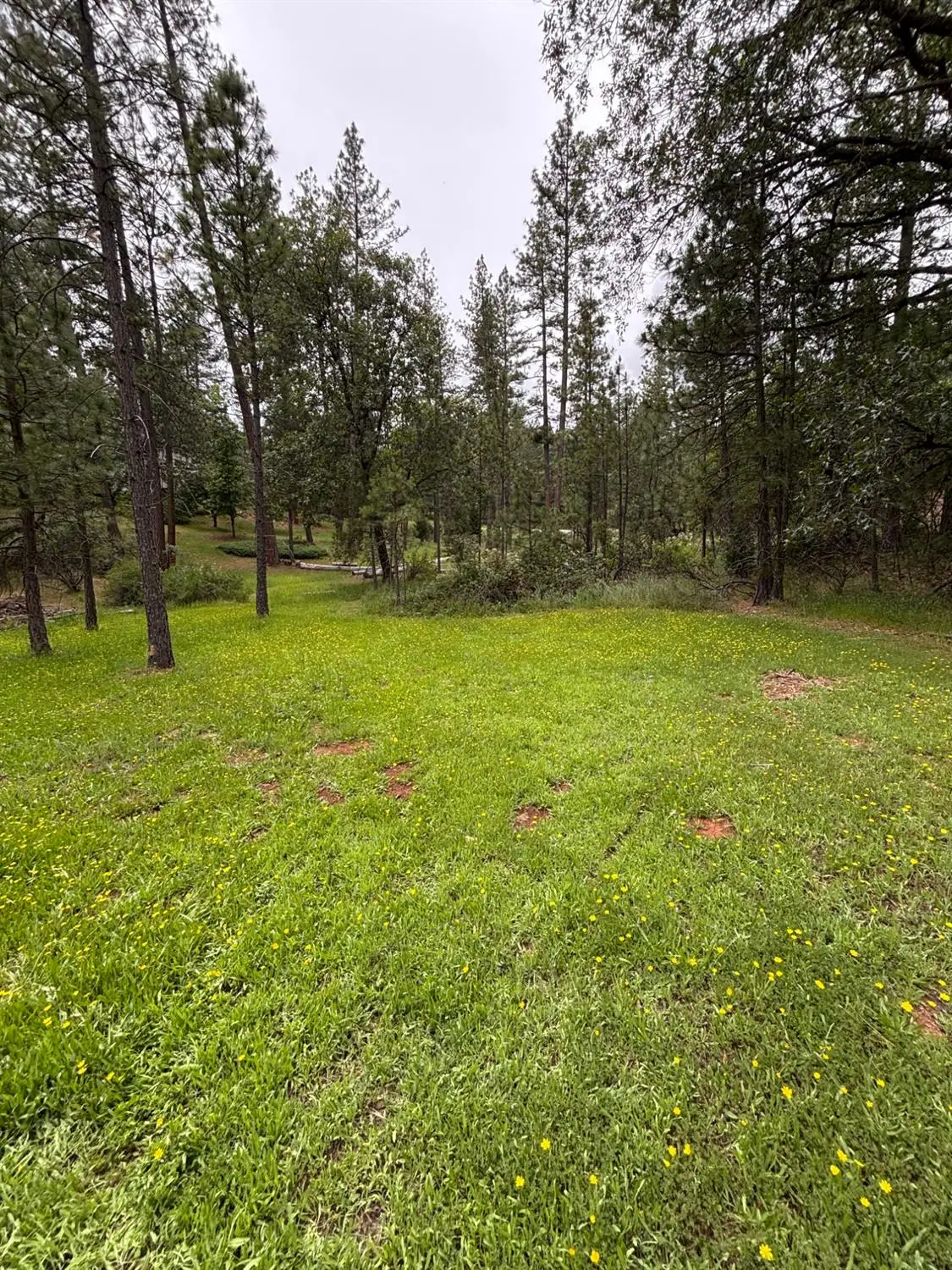 6428 Twin Oaks Court, Foresthill, CA 95631 - #1