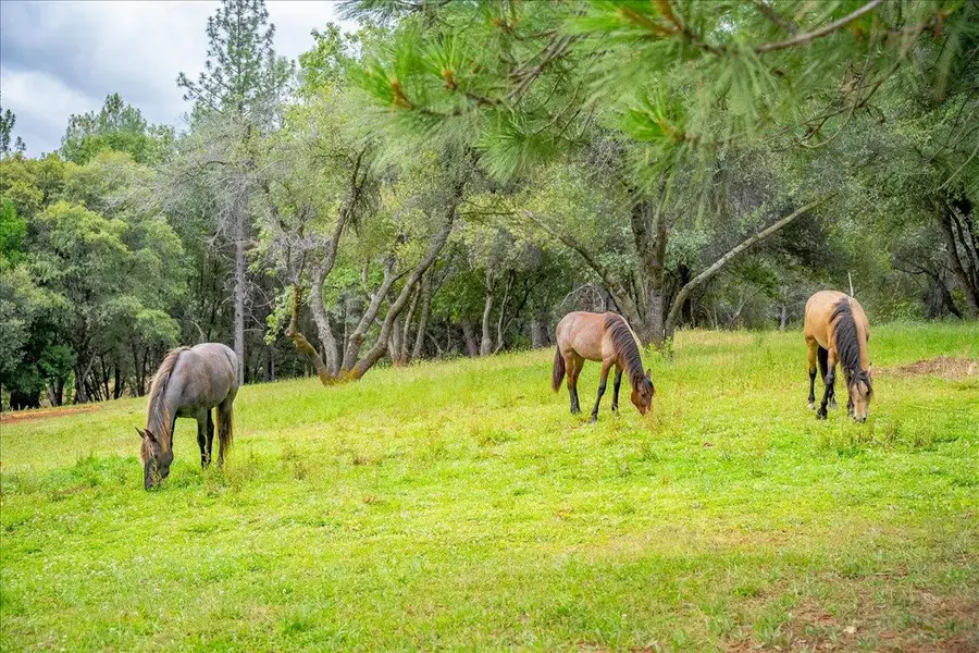 10 Acres Hollow Lane, Greenwood, CA 95635 - #2