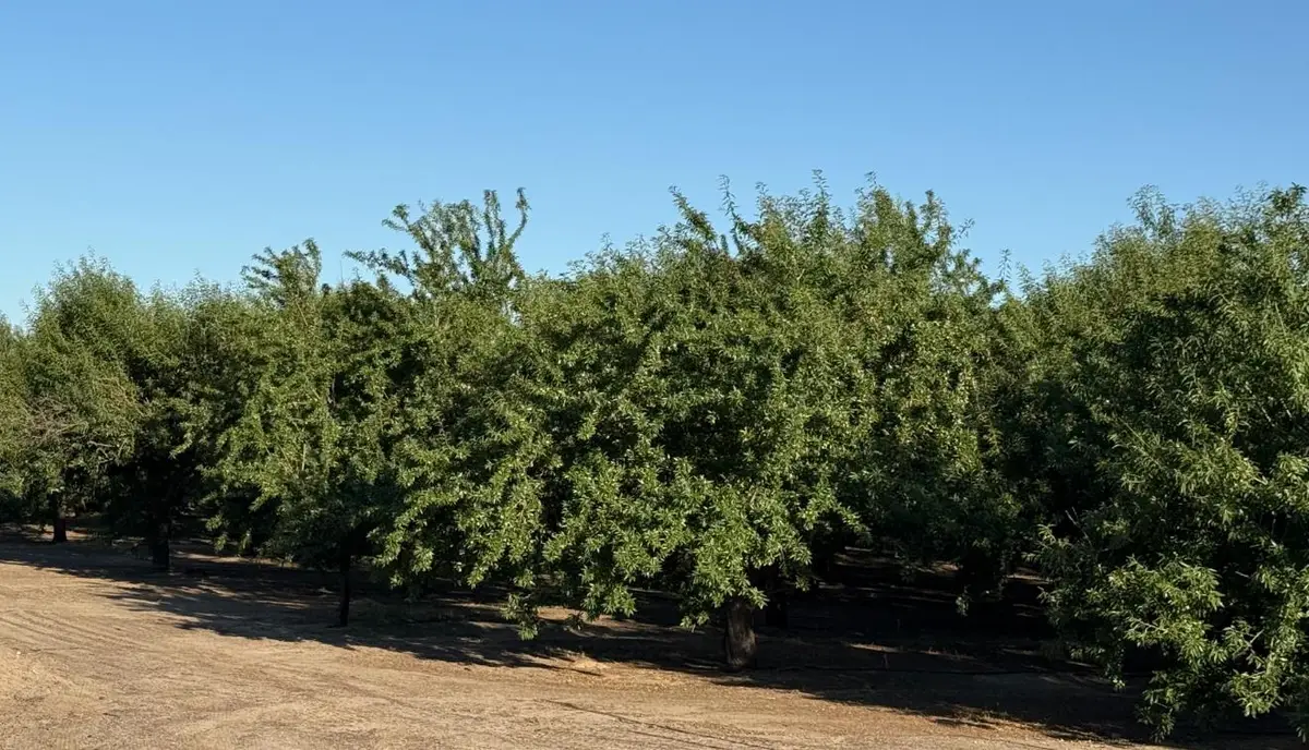 2700 North Avenue, Modesto, CA 9535 - #1