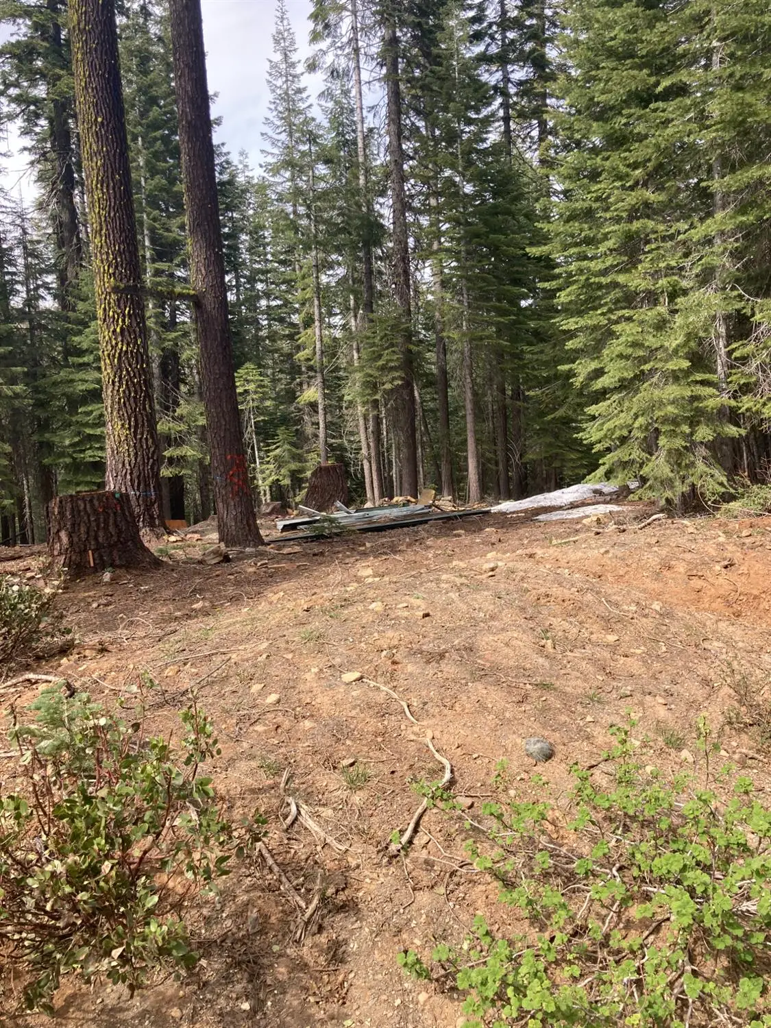 8896 Big Creek Road, Bucks Lake, CA 95971 - #1