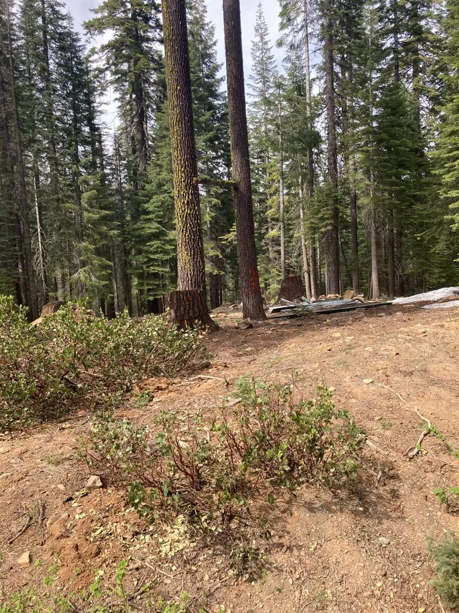 8896 Big Creek Road, Bucks Lake, CA 95971 - #2