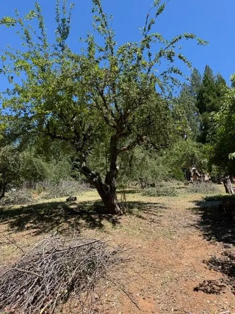 1869 Hwy 4, Arnold, CA 95223 - #2