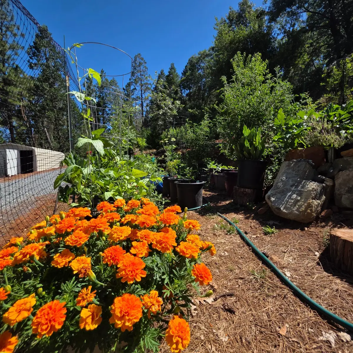 1447 Shining Moon Lane, Georgetown, CA 95634 - #1
