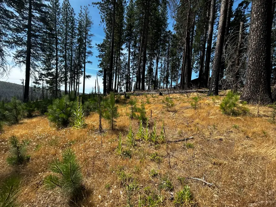 4904 Mount Pleasant Drive, Grizzly Flats, CA 95636 - #3