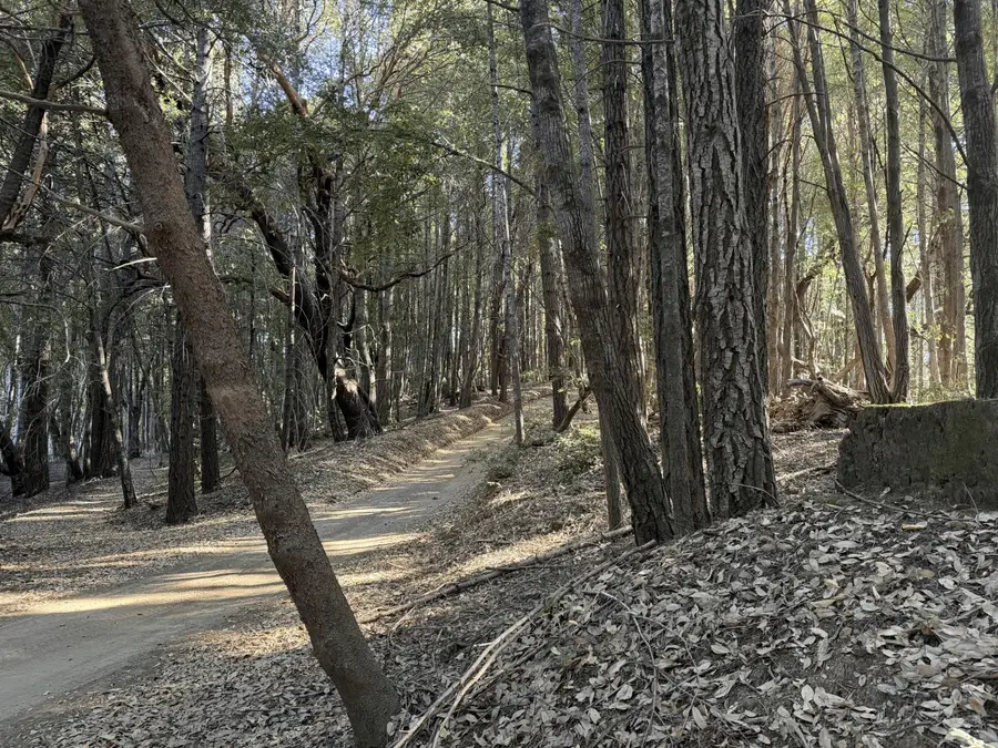 8989 Dooty Ridge Road, Garberville, CA 95542 - #2