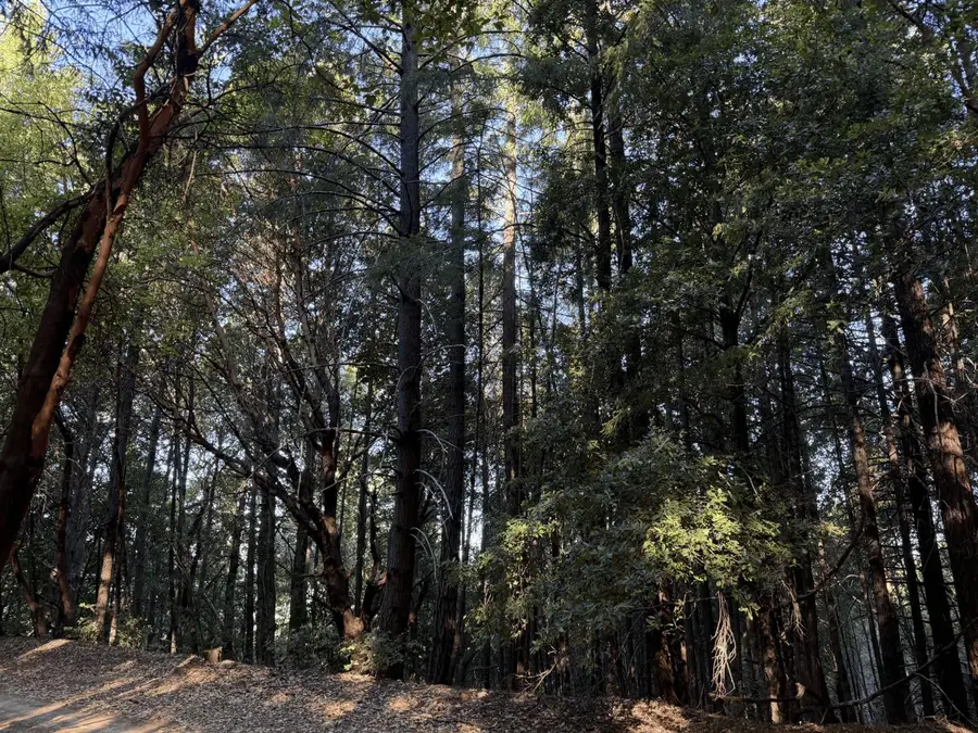 8989 Dooty Ridge Road, Garberville, CA 95542 - #3