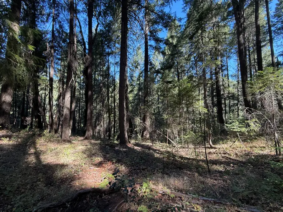 0 Blue Canyon Road, Emigrant Gap, CA 95715 - #3