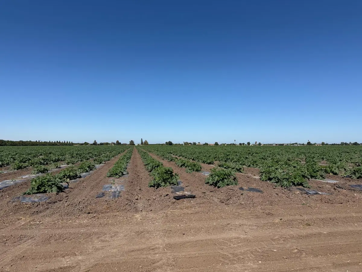 2110 Drais Road, Linden Farmington, CA 95215 - #1