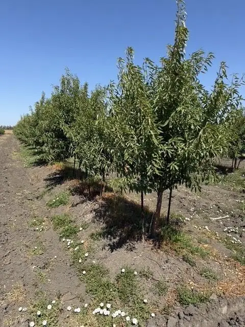 0 W Clarksburg Road, Clarksburg, CA 95612 - #2