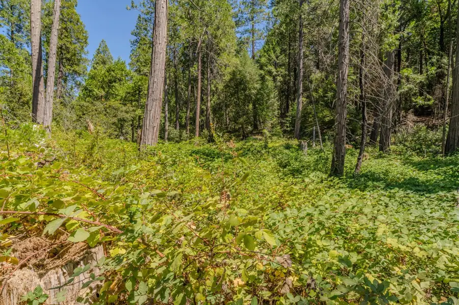0 Gold Creek Trail, Volcano, CA 95689 - #3