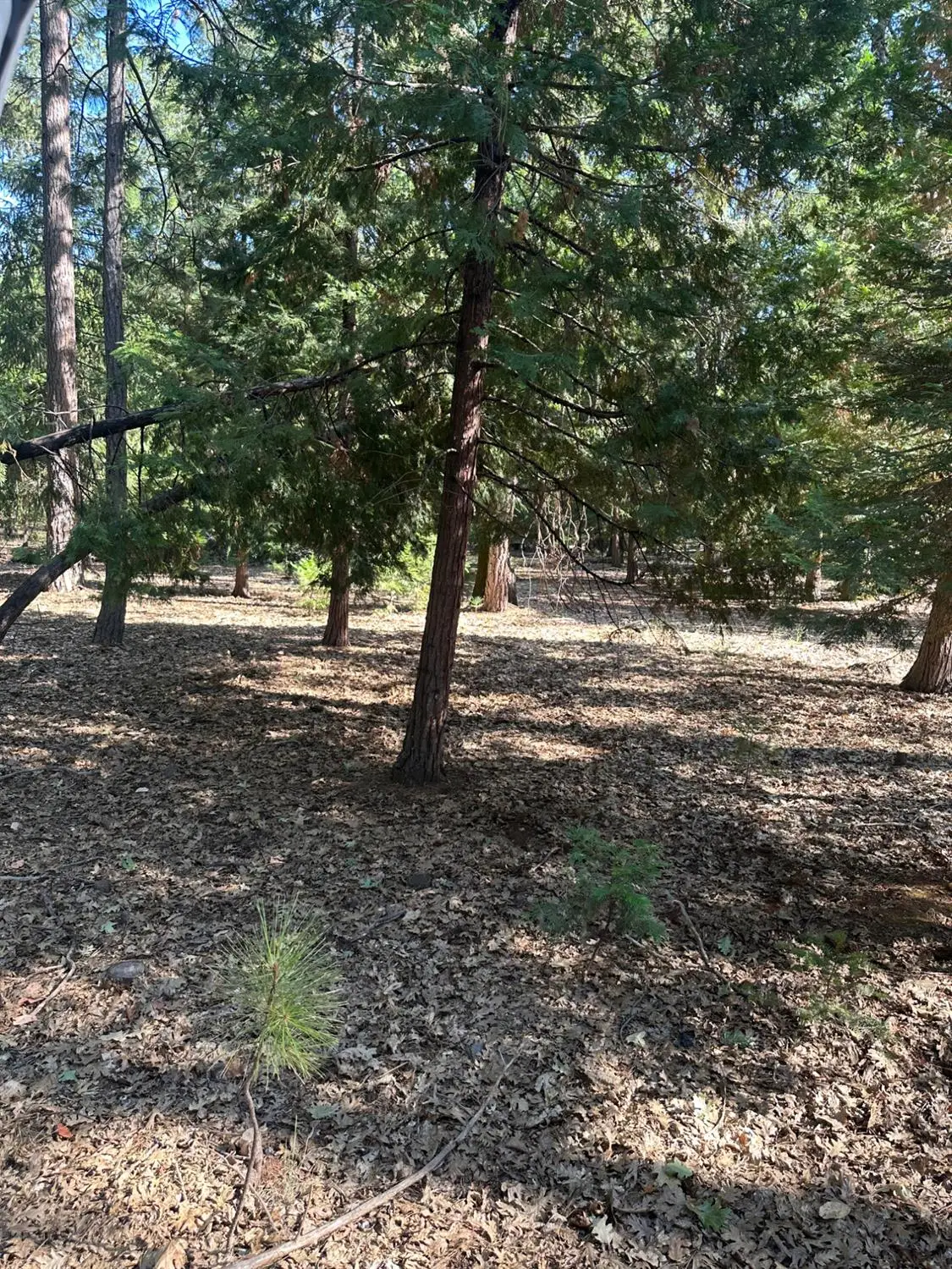 5667 Maywood Drive, Foresthill, CA 95631 - #1