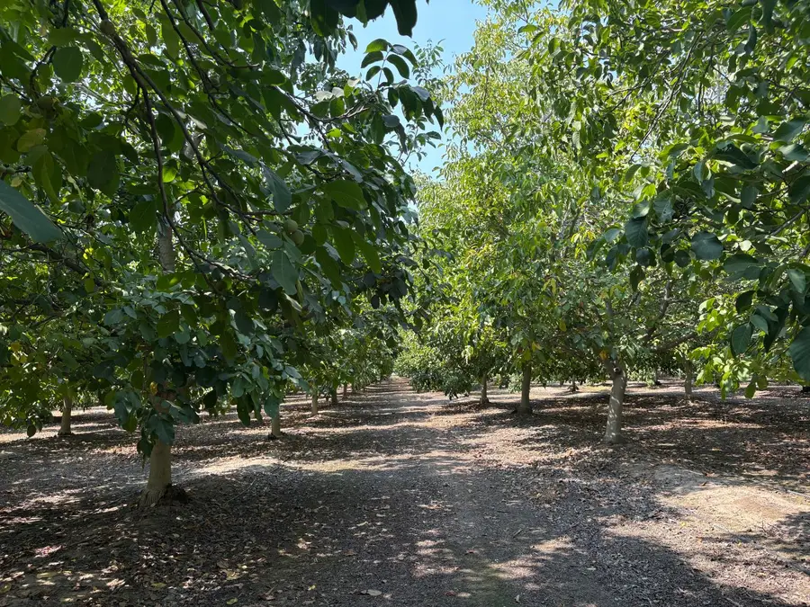23001 Skiff Road, Escalon, CA 95320 - #3