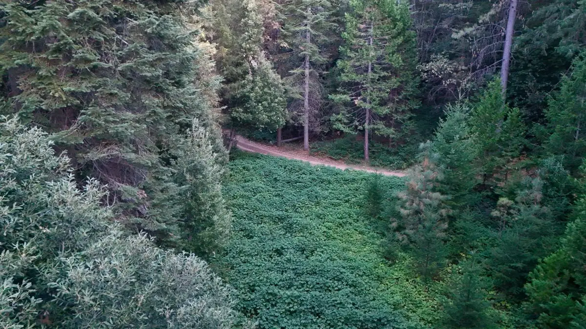 10466 N Camptonville, Camptonville, CA 95922 - #1