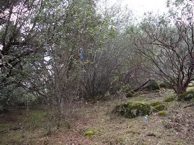 3701 Starburst Lane, Placerville, CA 95667 - #2