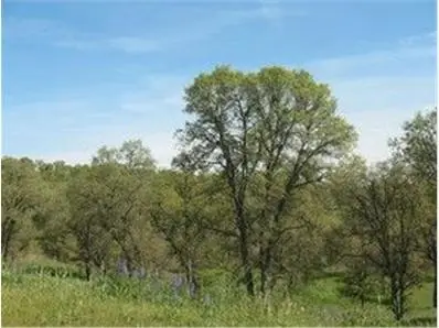 361 361 Hawkridge Drive, Copperopolis, CA 95228