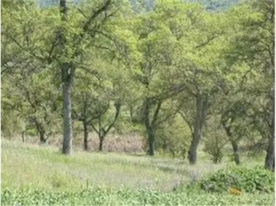 361 361 Hawkridge Drive, Copperopolis, CA 95228 - #3