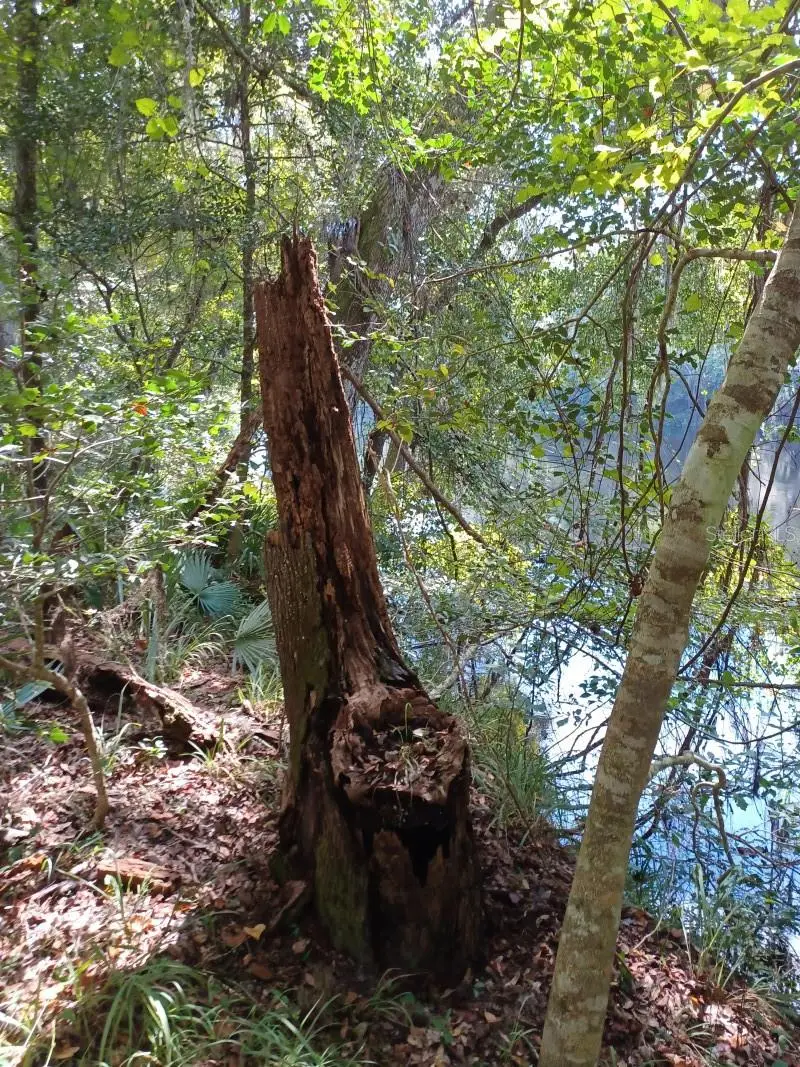 SW Dragon Way, Jasper, FL 32052 - Image #2