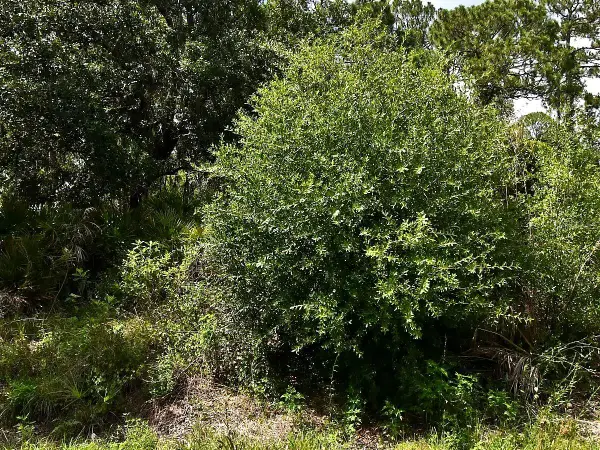 Lot 16 Rentscher Avenue, NORTH PORT, FL 34291