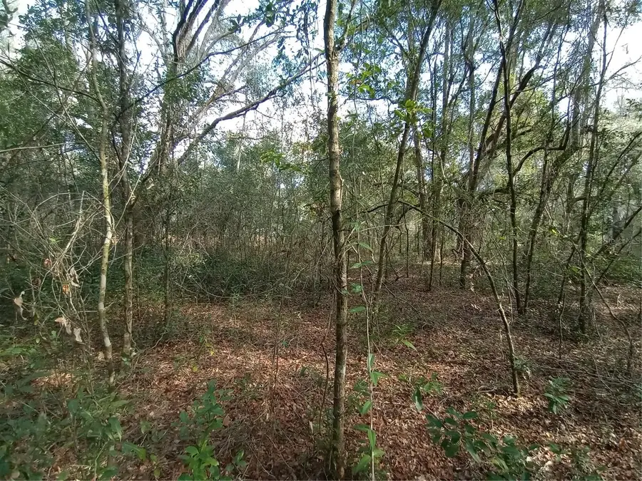 7092 Elaine Drive, Webster, FL 33597 - Image #3