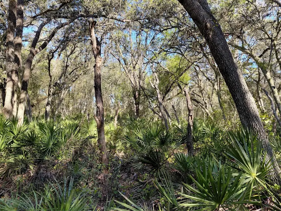 36031 Butternut Drive, Webster, FL 33597 - #3