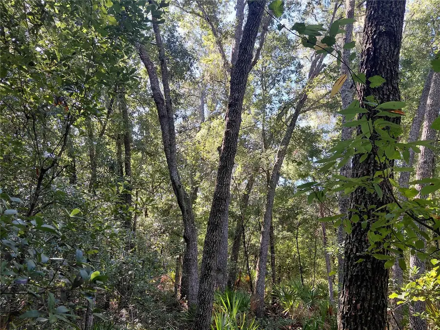 Butternut Drive, Webster, FL 33597 - #3