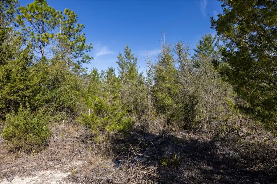 000 NE 64th Place, Williston, FL 32696 - #2