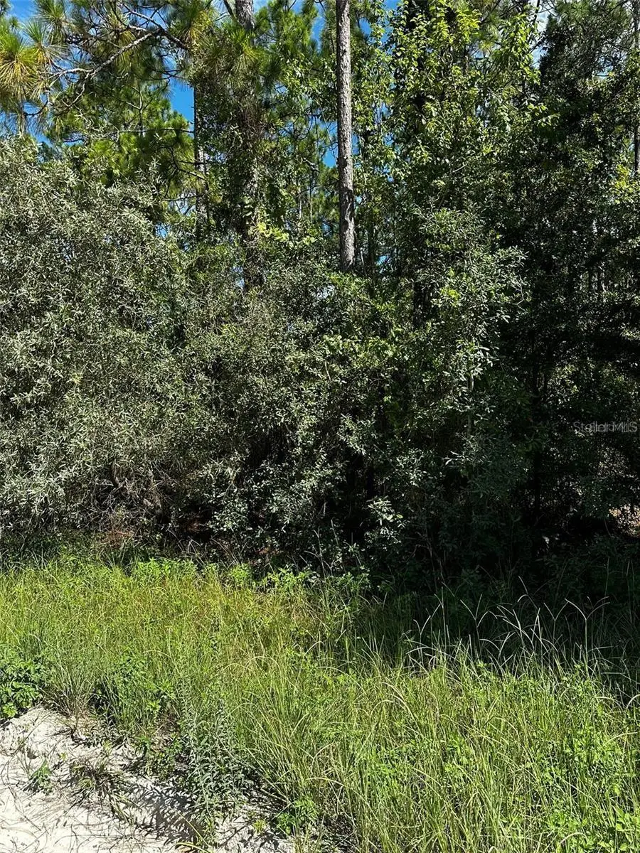 XX SE 21st Place, Williston, FL 32696 - #3