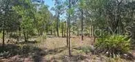 000 NE 67th Lane, BRONSON, FL 32621