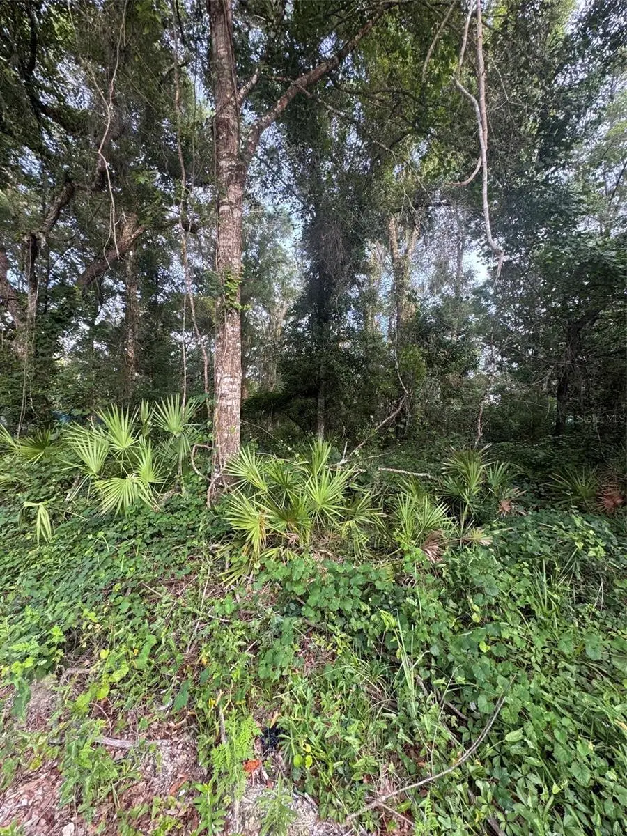 472 NE Avenue Avenue #200, Old Town, FL 32680 - #1