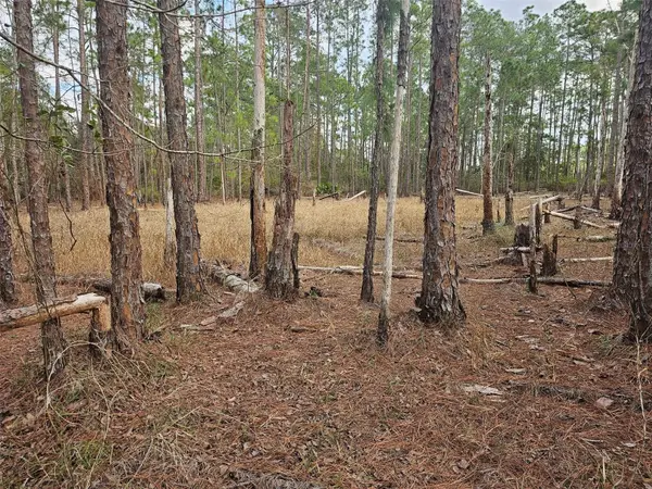 Chinaberry Street, EUSTIS, FL 32736