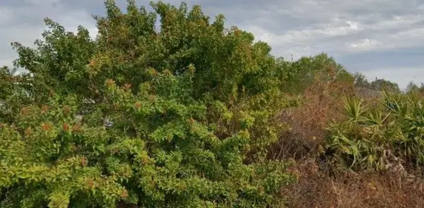 6010 Elaine Avenue N, LEHIGH ACRES, FL 33971