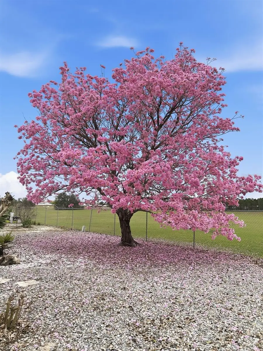 614 Challenger Avenue, Davenport, FL 33897 - Image #2