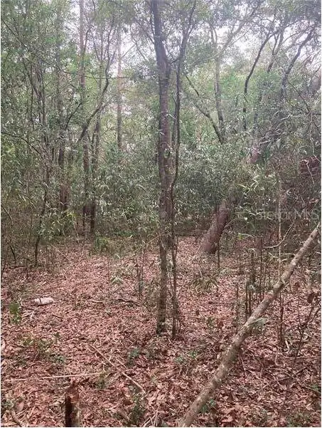 Virginia Road, Altoona, FL 32702 - Image #1