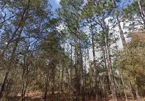 Akron Street, Interlachen, FL 32148 - #2