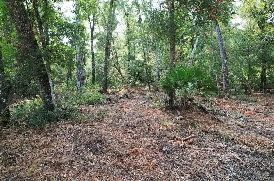 NE 497th Street, Old Town, FL 32680 - #2