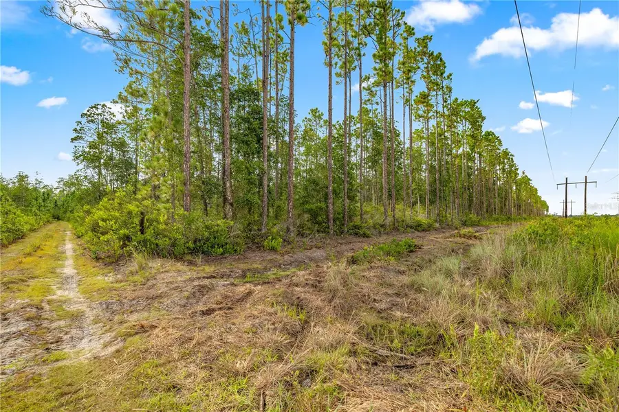 TBD NE 125th Ave Road, Fort McCoy Anthony, FL 32134 - Image #3