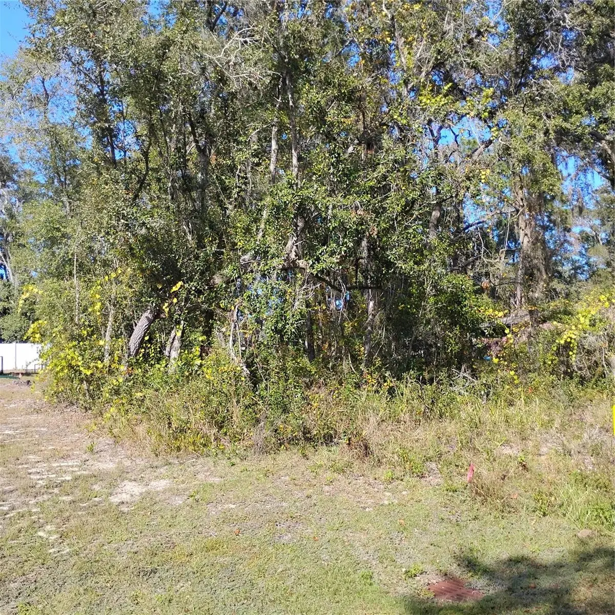 TBD SE 61st Place, Ocklawaha, FL 32179 - Image #1