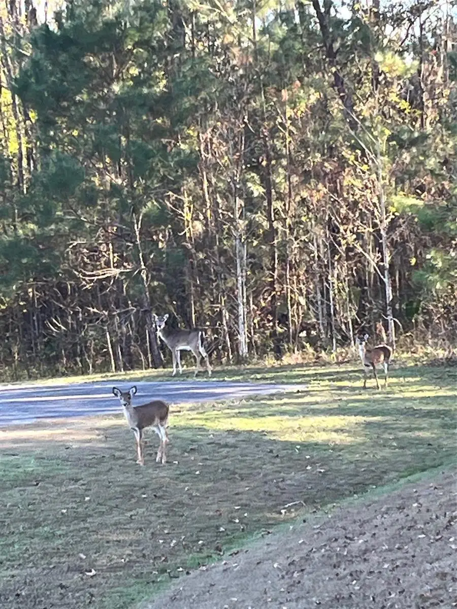 TBD NW 148 Lane, Williston, FL 32696 - #2