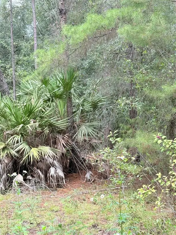 TBD NE 237th Place, FORT MC COY, FL 32134