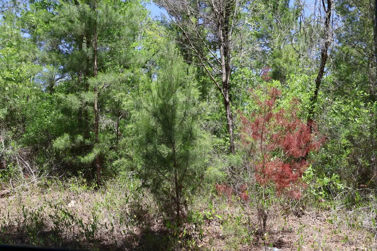 TBD SW 157th Lane, Dunnellon, FL 34432 - #1