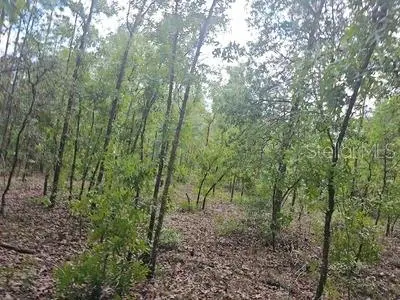 0 SW 90, Dunnellon, FL 34432 - #3