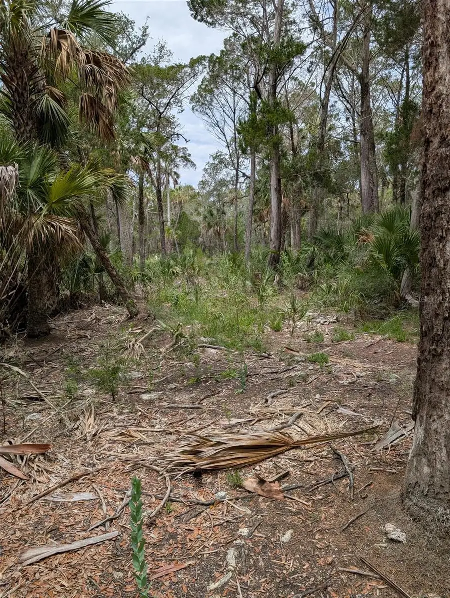 0 Se Bee Tree Rd, Gulf Hammock, FL 32639 - #3