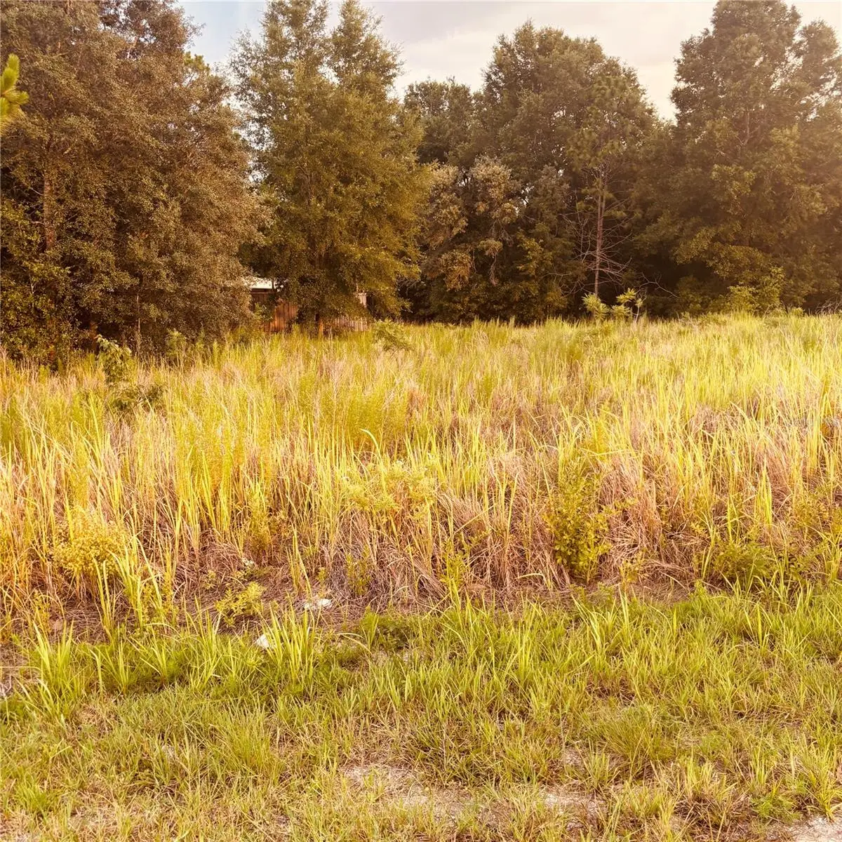 TBD Dogwood Drive Course, Ocala, FL 34472 - #1