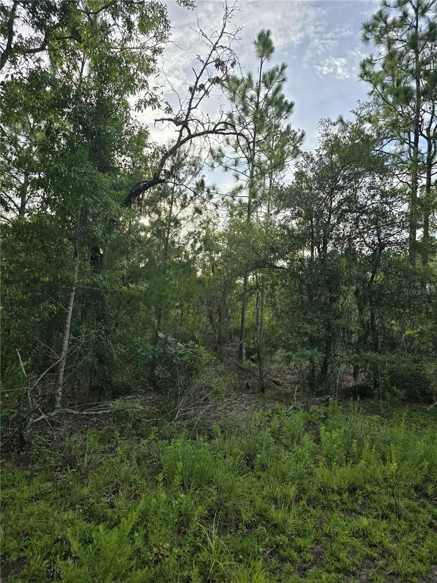 00 NE 124th Terrace, Williston, FL 32696 - #3