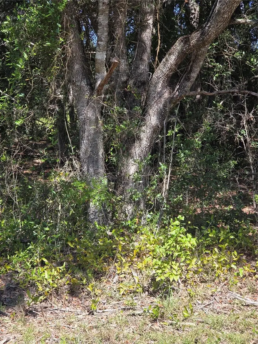 115 Street Road, Ocklawaha, FL 32179 - #1