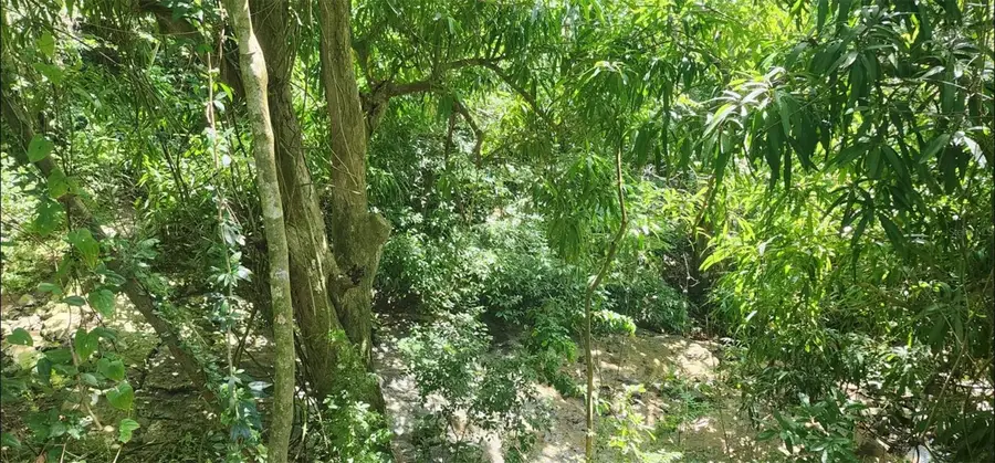 Carr. 412, Km. 4.8 Calle Pascual Nieves, Bo. Calvache, Rincon, PR 00677 - Image #2