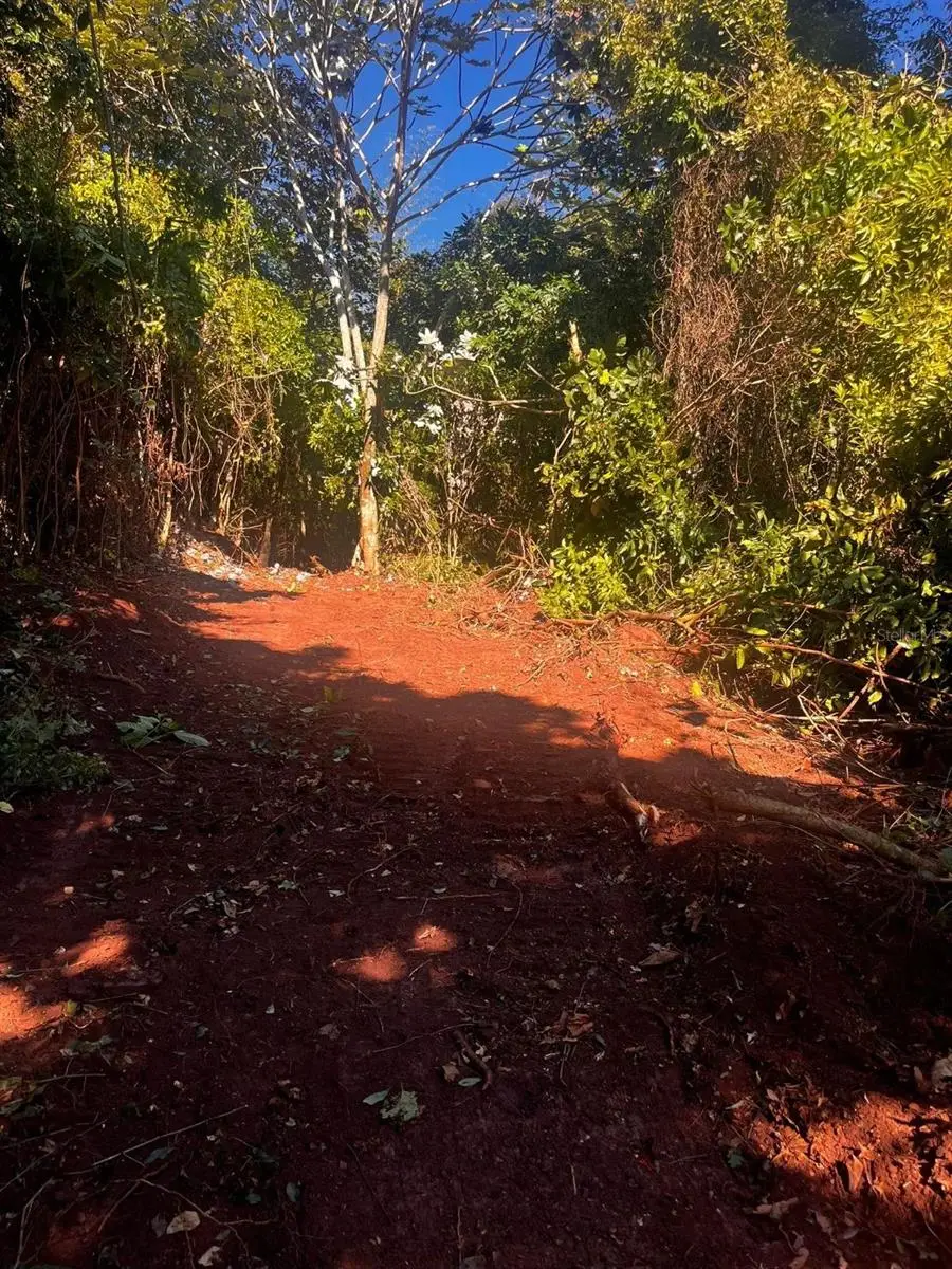 Solar 27 Barrio Cordillera, Ciales, PR 00638 - #3