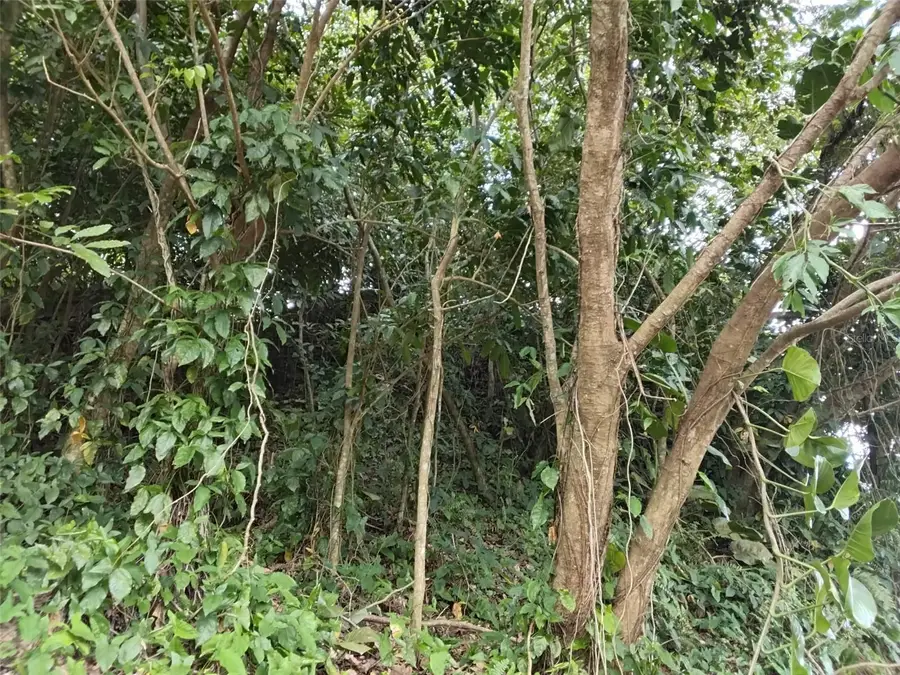 Bo. Indiera Baja, Maricao, PR 00606 - #3