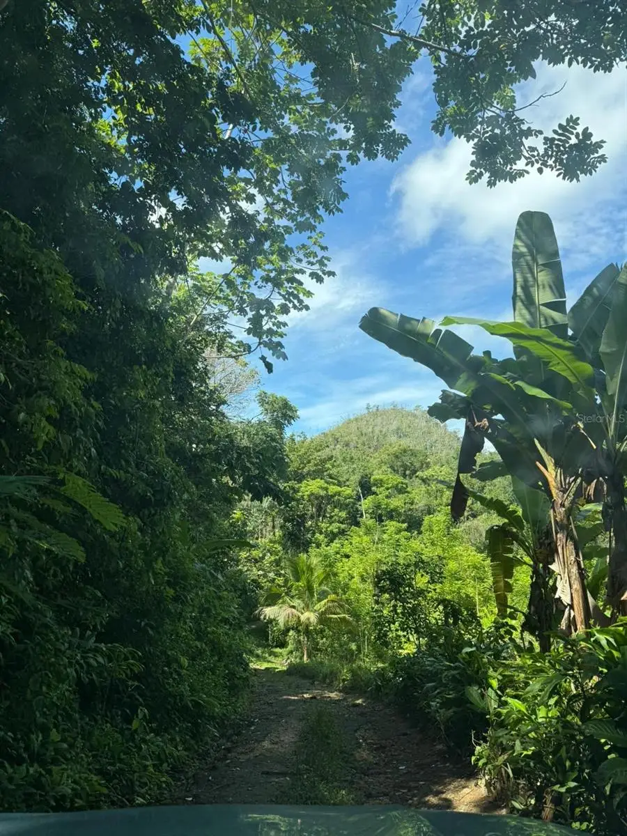 Rd 486 Km 7.5 Abra Honda, Camuy, PR 00627 - #2